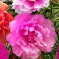 太阳花：懒人的理想之选