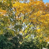 探索哈曼卡顿：琉璃四代的秘密。