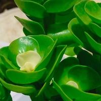 一盆多肉，养出富贵好彩头：懒人绿植 金钱木