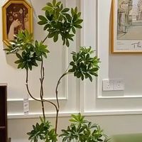 懒人绿植好选择 —— 鸭脚木，闭眼养都不会错！