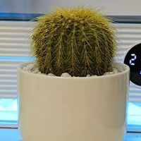 金冠仙人掌：轻松开启养植之旅