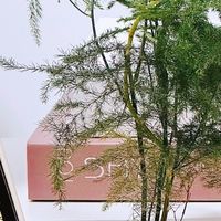 一盆文竹，开启懒人舒 “植” 生活