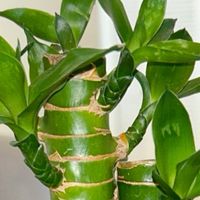 轻松养护的绿植——富贵竹