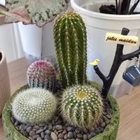 懒人绿植：仙人掌组合盆栽