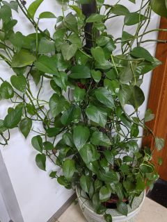 懒人绿植：首选绿萝
