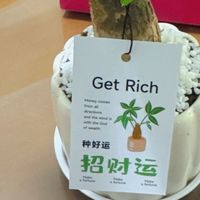 桌面养绿植：好看省心的发财树