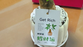 桌面养绿植：好看省心的发财树