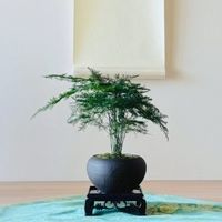 文竹盆景：案头雅客，居家美学