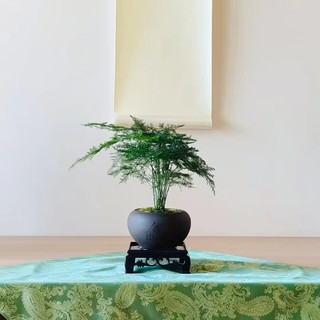 文竹盆景：案头雅客，居家美学