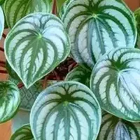 沾土就活，5月赶紧扦插这4种“不死花”，插多少活多少！