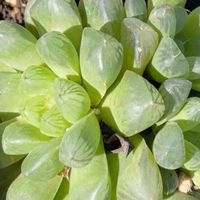 懒人植物就选，多肉植物的养护与魅力