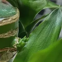 懒人绿植首选！富贵竹盆栽真香体验