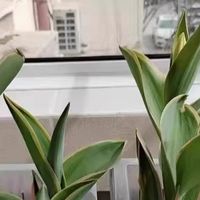懒人绿植：水培世界里的诗意与生机