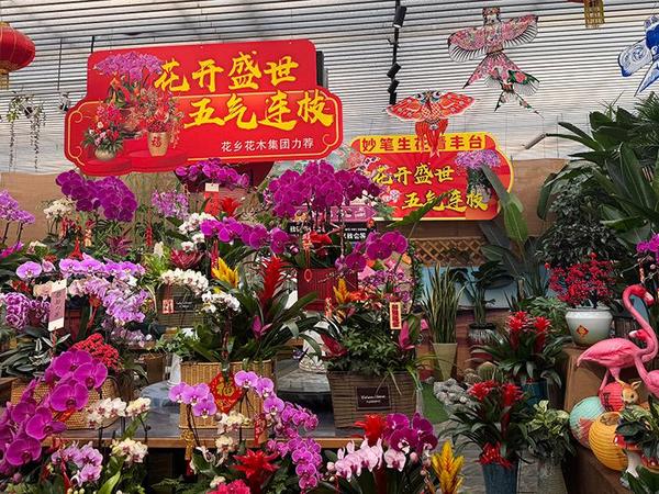 年宵花“花”式上新 丰台花乡邀市民享“花”样喜庆