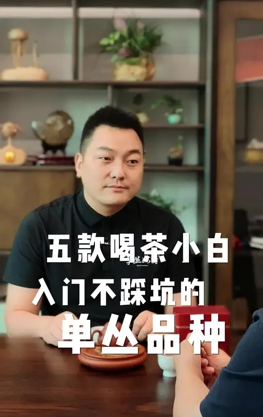 5款单丛小白入门不踩坑的单丛品种 新手小白入门闭眼选白叶蜜兰香，大乌叶，锯朵仔，黄栀香和水仙#凤凰单丛茶 #凤凰单丛 #单丛姑爷官方账号 #锯朵仔#凤凰水仙