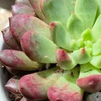 懒人福音！多肉绿植——无需费心的治愈系绿植首选