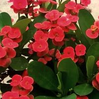 关于我有虎刺梅这件事儿