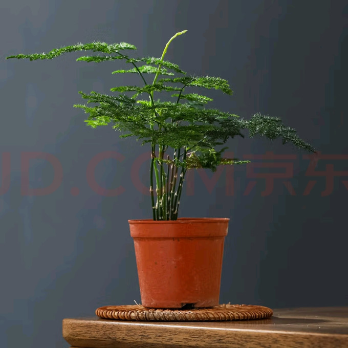怀音仿真花卉