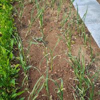 春天种下的菜，现在进入收获期！去菜地里现摘现炒，很香！