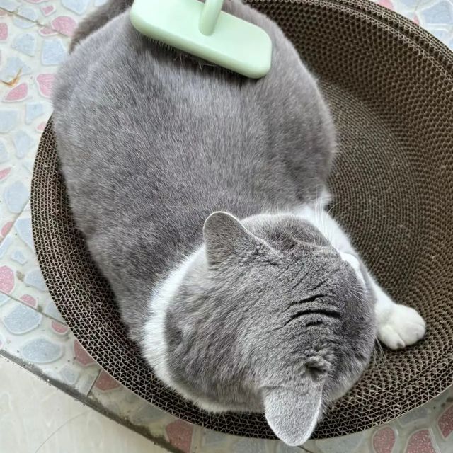 宠物美容神器，轻松蓬松毛发