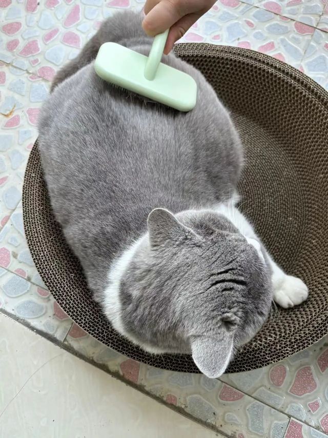 宠物美容神器，轻松蓬松毛发