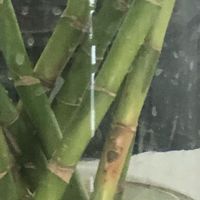 懒人绿植养护指南：水培竹