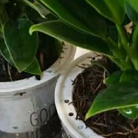 懒人也能轻松养绿植，这款“花翁金钻”真的太省心了！