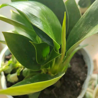 懒人也能轻松养绿植，这款“花翁金钻”真的太省心了！