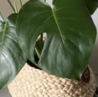 懒人也能养活的绿植推荐，如仙人掌、多肉植物、绿萝的养护技巧