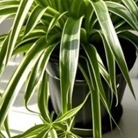 懒人也能养活的绿植推荐，如仙人掌、多肉、吊兰的养护技巧