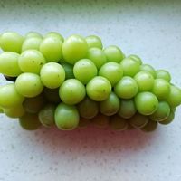 阳光玫瑰是葡萄还是提子？内行来解答！