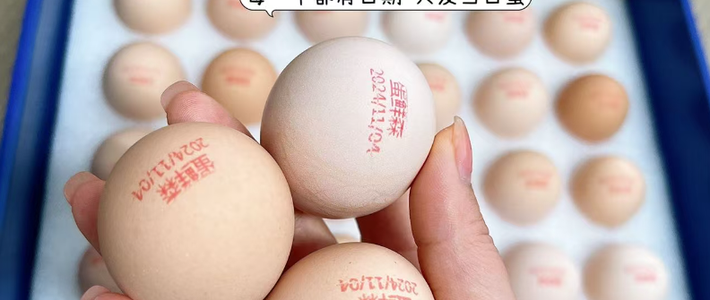 邂逅蛋鲜森，开启健康美味新体验
