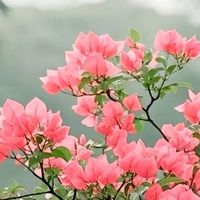 4种枝条扔土里就疯长，1年养成万元盆景，越久越值钱！