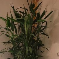 5岁的富贵竹，被辽宁姑娘养成“大树”，网友：泼天的富贵！