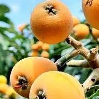 吃枇杷对帕金森人群有帮助么？