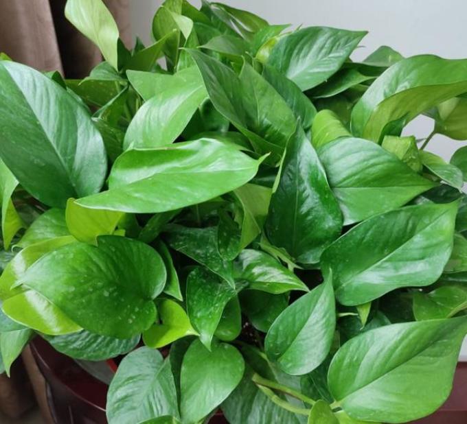 鲜花绿植