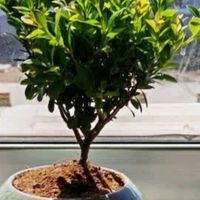开时果 小叶赤楠盆景摆件 办公室桌面绿植花卉好养盆栽植物源头
