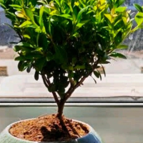 开时果 小叶赤楠盆景摆件 办公室桌面绿植花卉好养盆栽植物源头