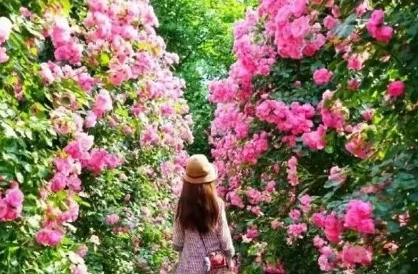 100种·玫瑰品种图鉴大全，认识超过10种以上可以当“花痴”了！