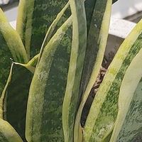 懒人福音！我的虎皮兰养护秘籍