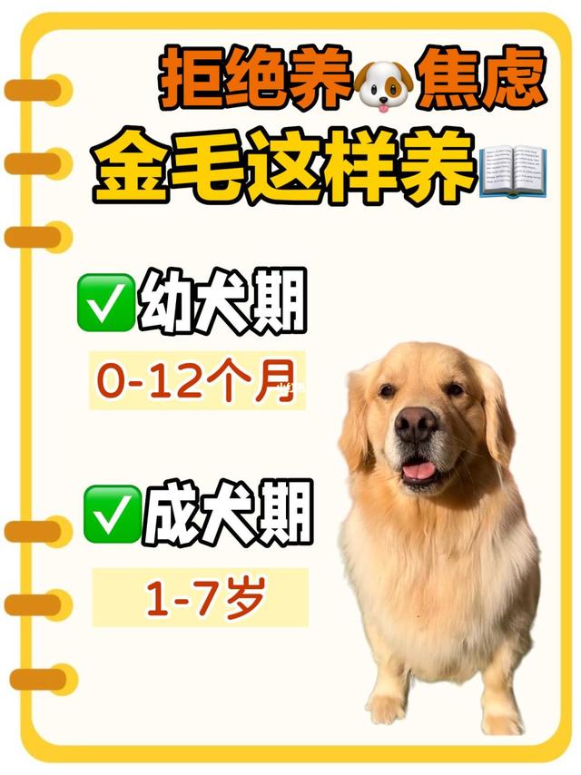 拒绝养狗焦虑❌金毛这样养❗