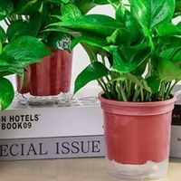 懒人盆栽绿萝：低维护绿植的治愈之选