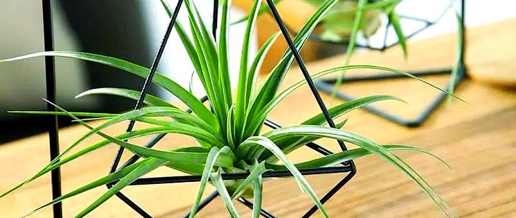 室内植物有哪些品种好养好看