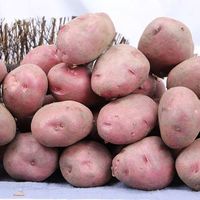 高原红土豆和普通土豆的区别？哪种软糯好吃？