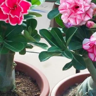 花行榜沙漠玫瑰盆栽：懒人也能拥有的繁花盛景