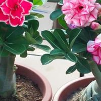 花行榜沙漠玫瑰盆栽：懒人也能拥有的繁花盛景