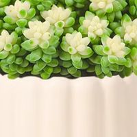 懒人必备：那些好养又美观的室内绿植推荐