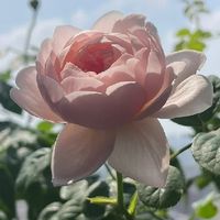 月季奶苗 养护小tips