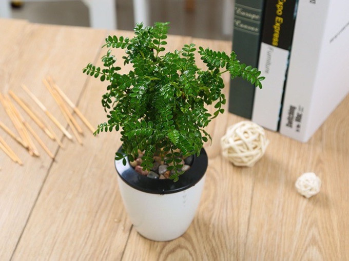 鲜花绿植