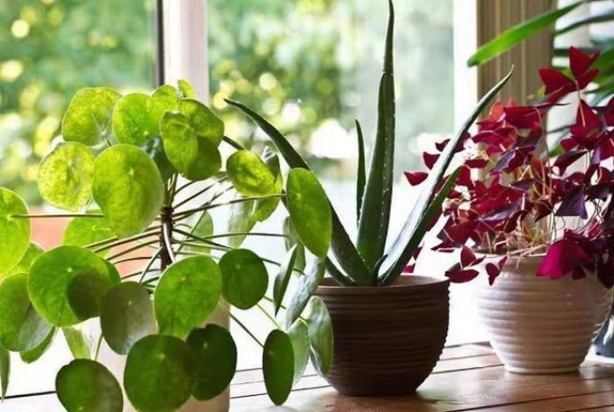 鲜花绿植